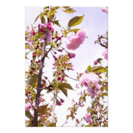 13"x19" Kersenbloesems Foto Afdruk