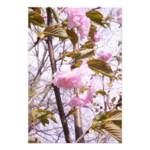 13"x19" Kersenbloesems