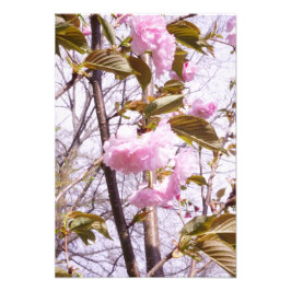 13"x19" Kersenbloesems Foto Afdruk