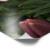 13"x19" Roze Lelie Foto Afdruk (Hoek)