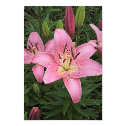 13"x19" Roze Lelie Foto Afdruk (Voorkant)
