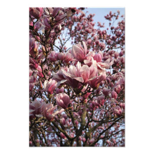 13"x19" Roze Magnolia Boom Foto Afdruk