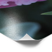 13"x19" Roze Pioen Foto Afdruk (Hoek)