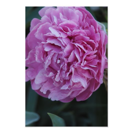 13"x19" Roze Pioen Foto Afdruk (Voorkant)