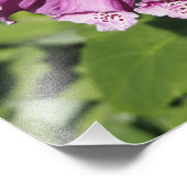 13"x19" Vingerhoedskruid Foto Afdruk (Hoek)