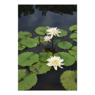 13"x19" Waterlelies Foto Afdruk