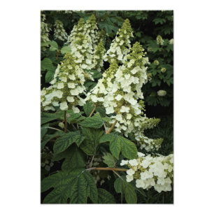13 x 19-inch Oakleaf Hydrangea Foto Afdruk