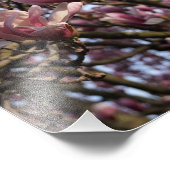 13 x 19-inch roze Magnolia Trees Foto Afdruk (Hoek)