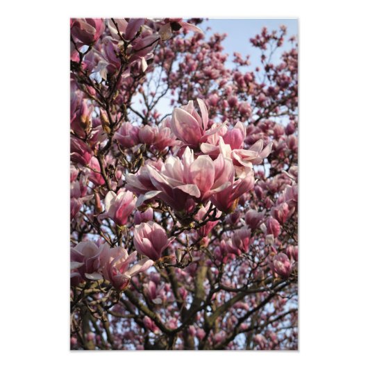 13 x 19-inch roze Magnolia Trees Foto Afdruk (Voorkant)