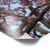13 x 19-inch roze Magnolia Trees Foto Afdruk (Hoek)