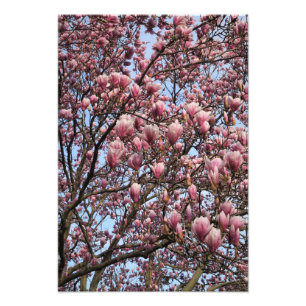 13 x 19-inch roze Magnolia Trees Foto Afdruk