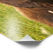 13x19 Satin foto van grizzly beer Afdruk (Hoek)