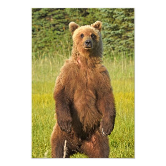 13x19 Satin foto van grizzly beer Foto Afdruk (Voorkant)