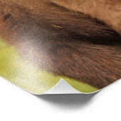 13x19 Satin foto van grizzly beer Foto Afdruk (Hoek)