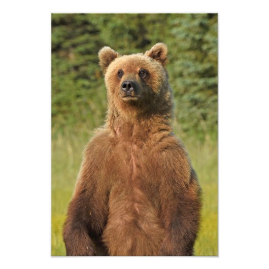 13x19 Satin foto van grizzly beer Foto Afdruk (Voorkant)