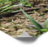 13x19 Value Poster Paper (Matte) met prairiehond (Hoek)