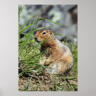 13x19 Value Poster Paper (Matte) met prairiehond