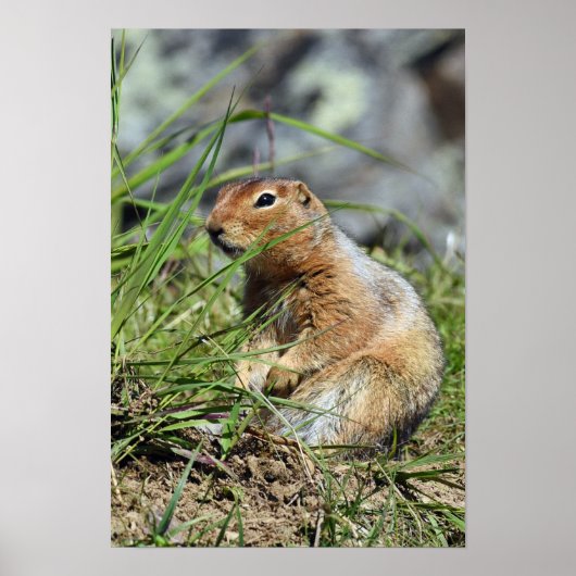 13x19 Value Poster Paper (Matte) met prairiehond (Voorkant)