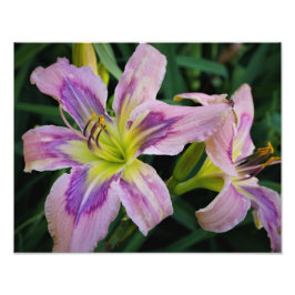 14-inch x11-daglelies foto afdruk