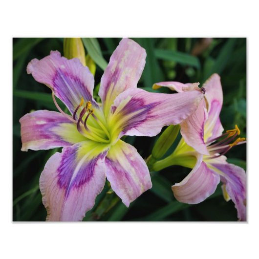 14-inch x11-daglelies foto afdruk (Voorkant)