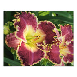 14-inch x11-daglelies foto afdruk