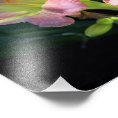 14-inch x11-daglelies foto afdruk (Hoek)