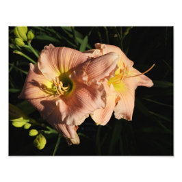 14-inch x11-daglelies foto afdruk