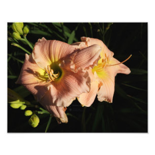 14-inch x11-daglelies foto afdruk