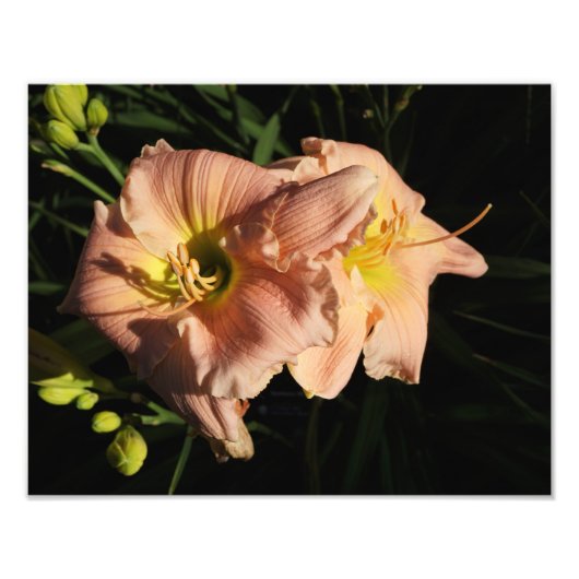 14-inch x11-daglelies foto afdruk (Voorkant)