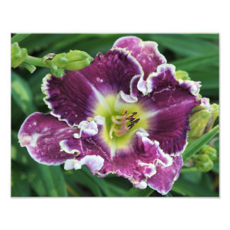 14-inch x11-inch Daylily Foto Afdruk