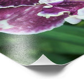 14-inch x11-inch Daylily Foto Afdruk (Hoek)