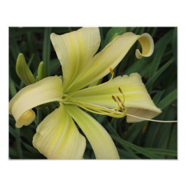 14-inch x11-inch gele daylily foto afdruk