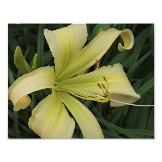 14-inch x11-inch gele daylily foto afdruk (Voorkant)