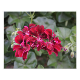 14-inch x11-inch geranium foto afdruk
