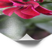 14-inch x11-inch geranium foto afdruk (Hoek)