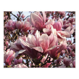 14-inch x11-inch roze magnolia foto afdruk