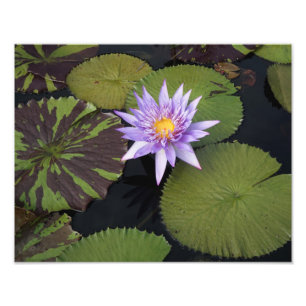 14-inch x11-inch waterlelie foto afdruk