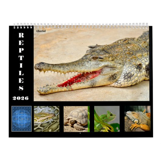 14 Photos of Reptiles Calendar Kalender (Hoes)
