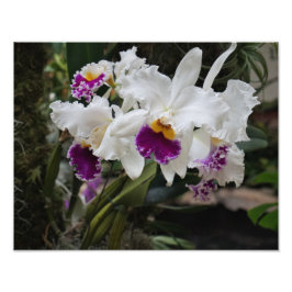 14"x11" Orchideeën Foto Afdruk