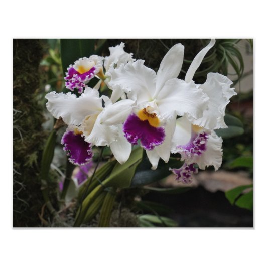 14"x11" Orchideeën Foto Afdruk (Voorkant)