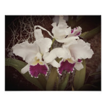 14"x11" Orchideeën