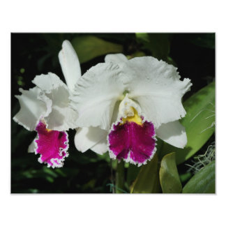 14"x11" orchideeën foto afdruk