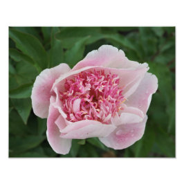 14 "x11" Pink Peony Foto Afdruk