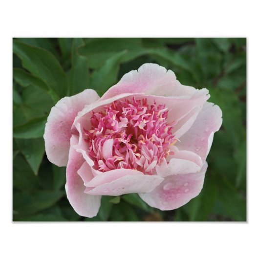 14 "x11" Pink Peony Foto Afdruk (Voorkant)