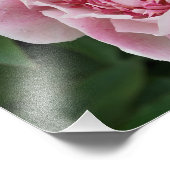 14 "x11" Pink Peony Foto Afdruk (Hoek)