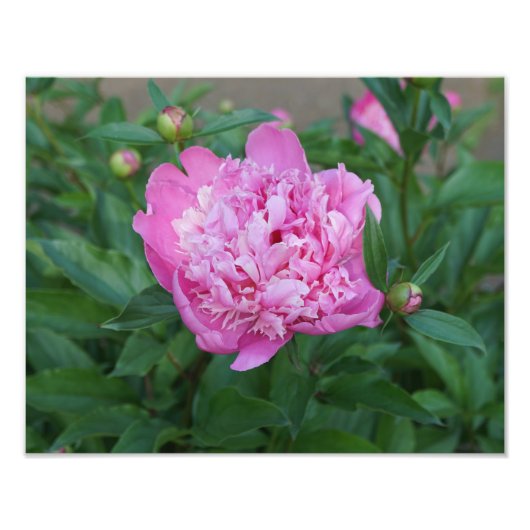14"x11" Pink Peony Foto Afdruk (Voorkant)