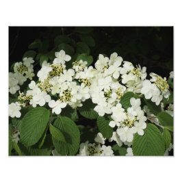 14 "x11" witte Viburnum Foto Afdruk
