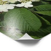 14 "x11" witte Viburnum Foto Afdruk (Hoek)