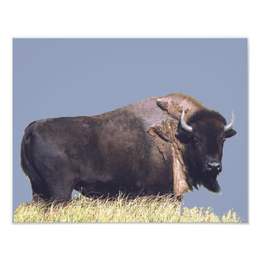 14 x 11 inch, Kodak Professional-fotopapier (Satin Foto Afdruk (Voorkant)