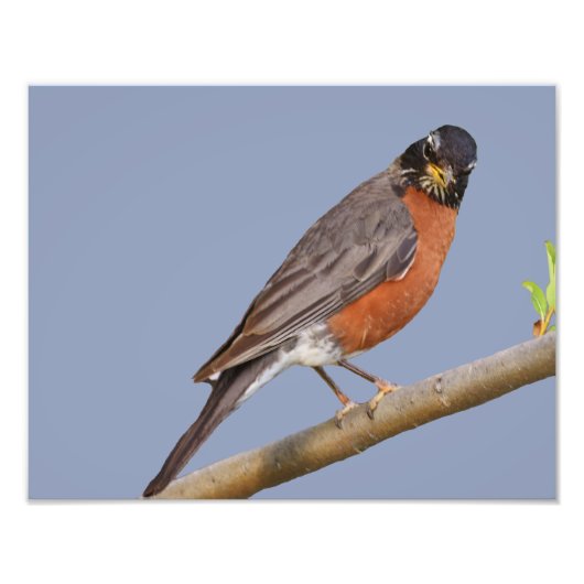 14 x 11 inch, Kodak Professional-fotopapier (Satin Foto Afdruk (Voorkant)